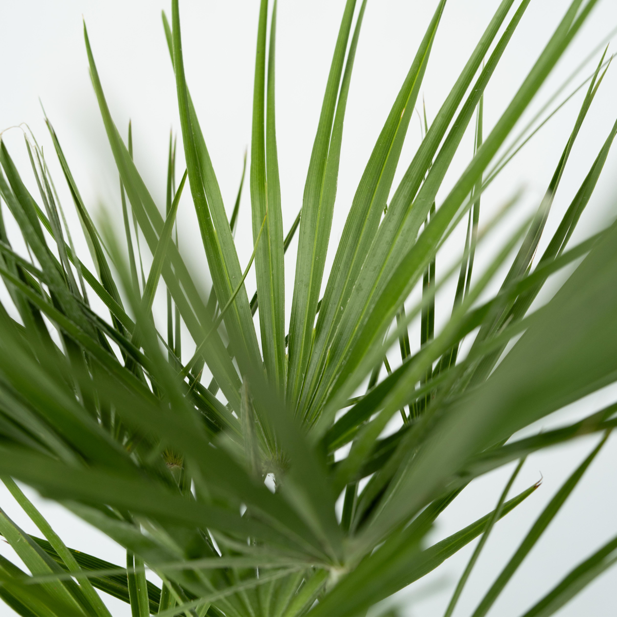 Garden Palms Bergpalme - Chamaerops Humilis - Höhe 50-60Cm - ⌀15Cm 