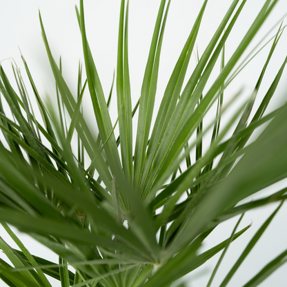 Garden Palms Bergpalme - Chamaerops Humilis - Höhe 50-60Cm - ⌀15Cm 