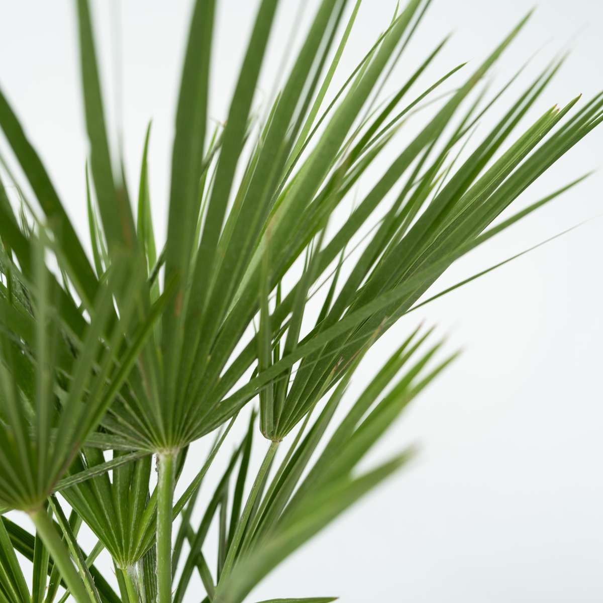Garden Palms Bergpalme - Chamaerops Humilis - Höhe 50-60Cm - ⌀15Cm 