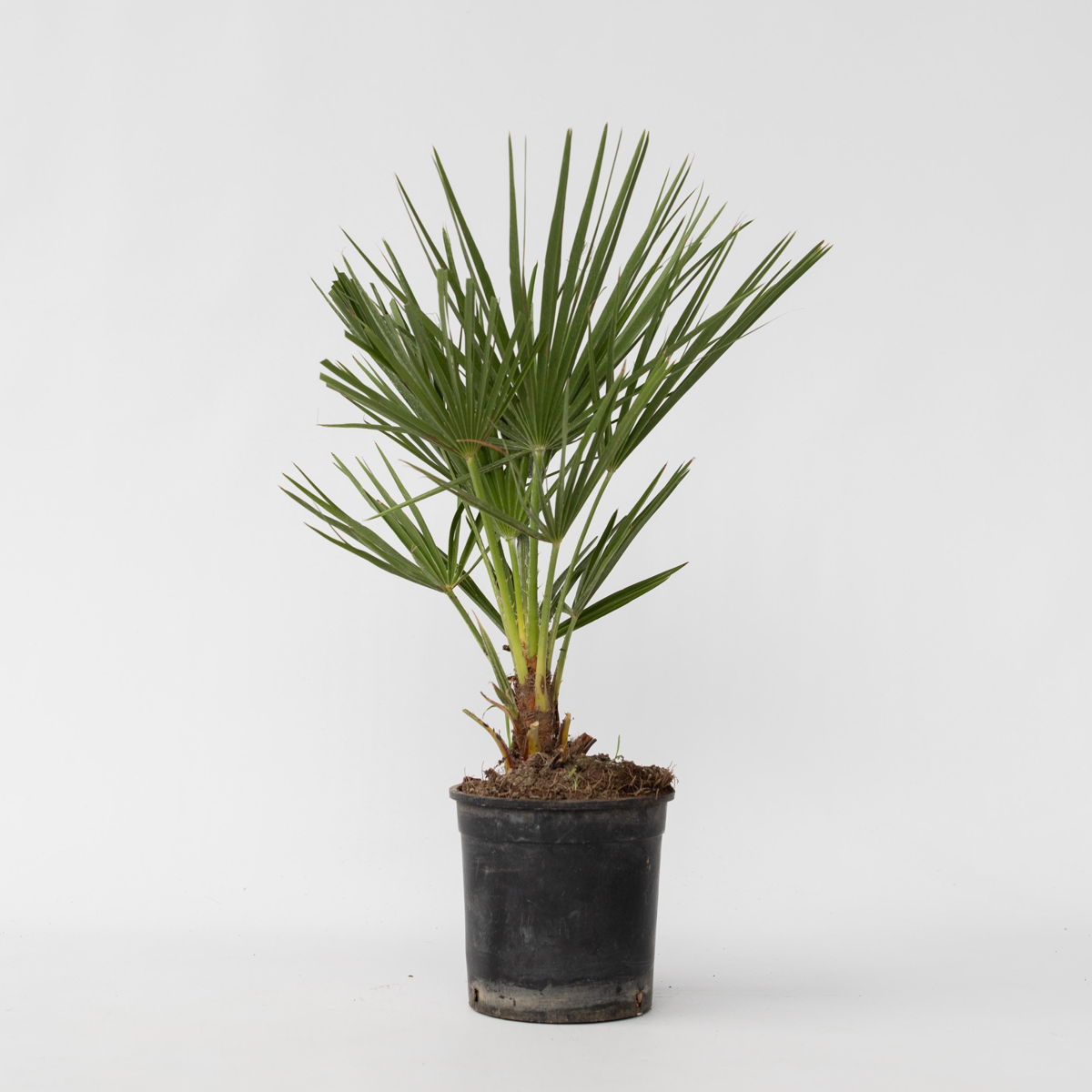 Garden Palms Bergpalme - Chamaerops Humilis - Höhe 50-60Cm - ⌀15Cm 