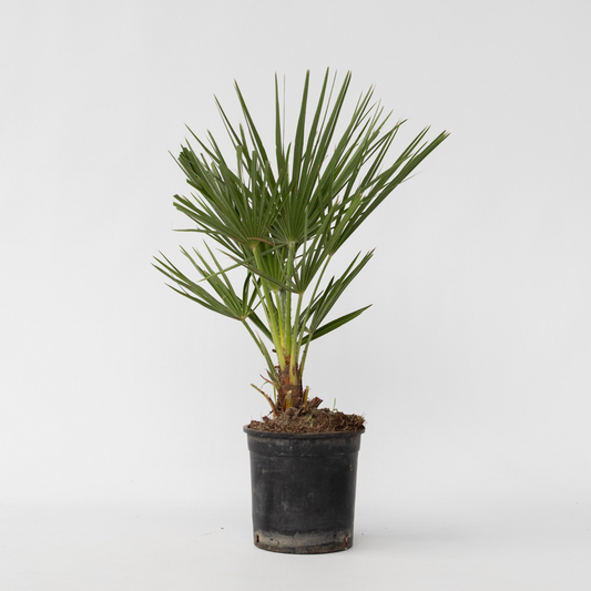 Garden Palms Bergpalme - Chamaerops Humilis - Höhe 50-60Cm - ⌀15Cm 