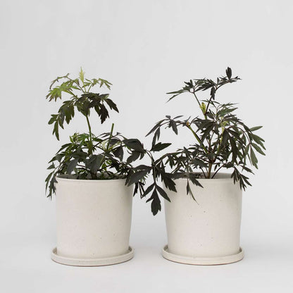 Other Shrubs Holunder - 2 Stk - Sambucus Nigra 'Black Lace' - Höhe 25-40Cm - ⌀17Cm 