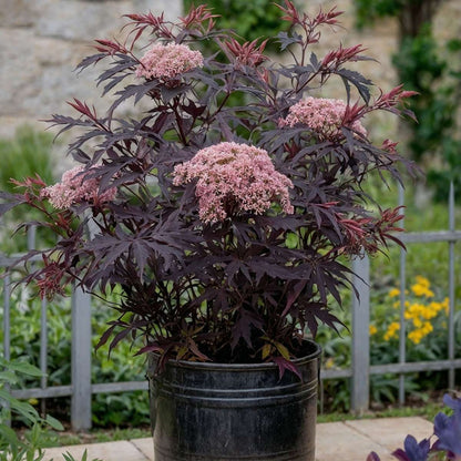 Other Shrubs Holunder - 2 Stk - Sambucus Nigra 'Black Lace' - Höhe 25-40Cm - ⌀17Cm 