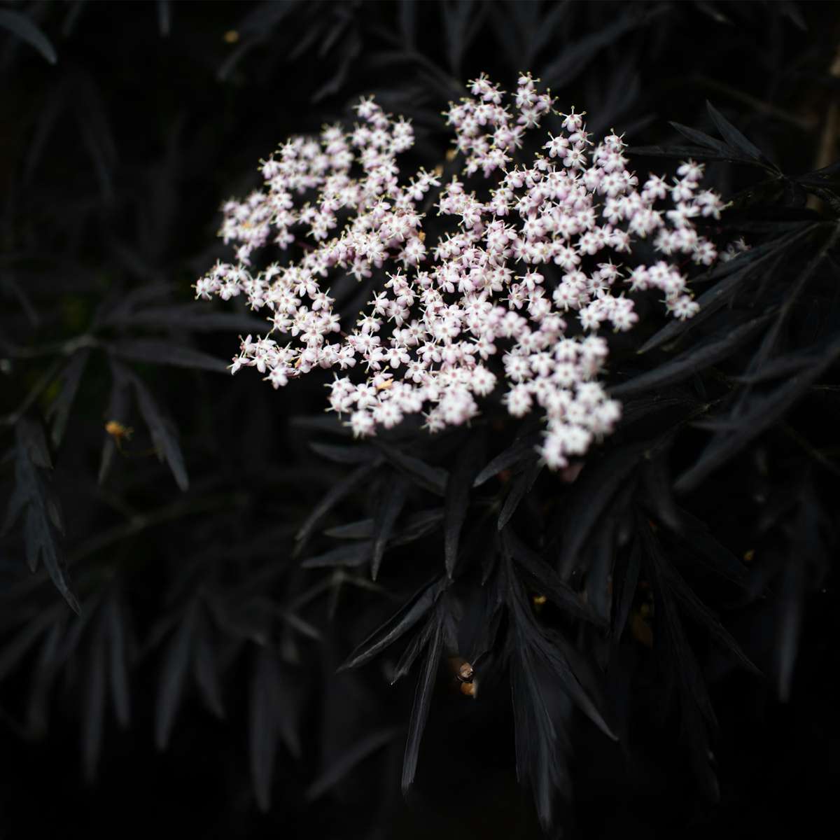 Other Shrubs Holunder - 2 Stk - Sambucus Nigra 'Black Lace' - Höhe 25-40Cm - ⌀17Cm 