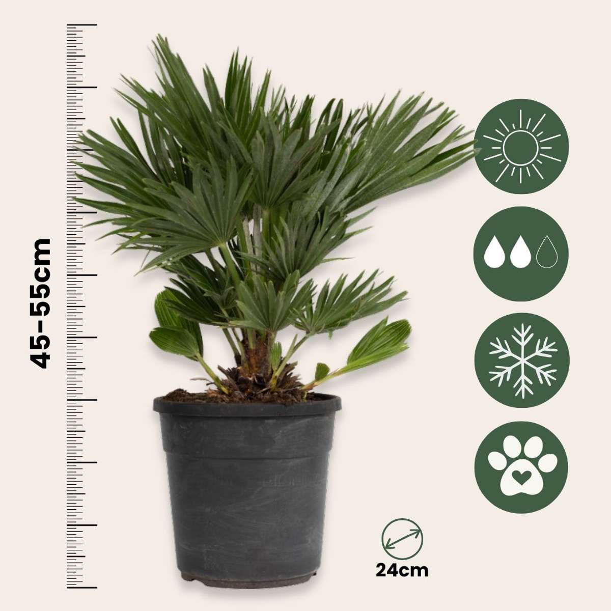 Garden Palms Vulkan Zwergpalme - Chamaerops 'Vulcano' - Höhe 45-55Cm - ⌀24Cm 