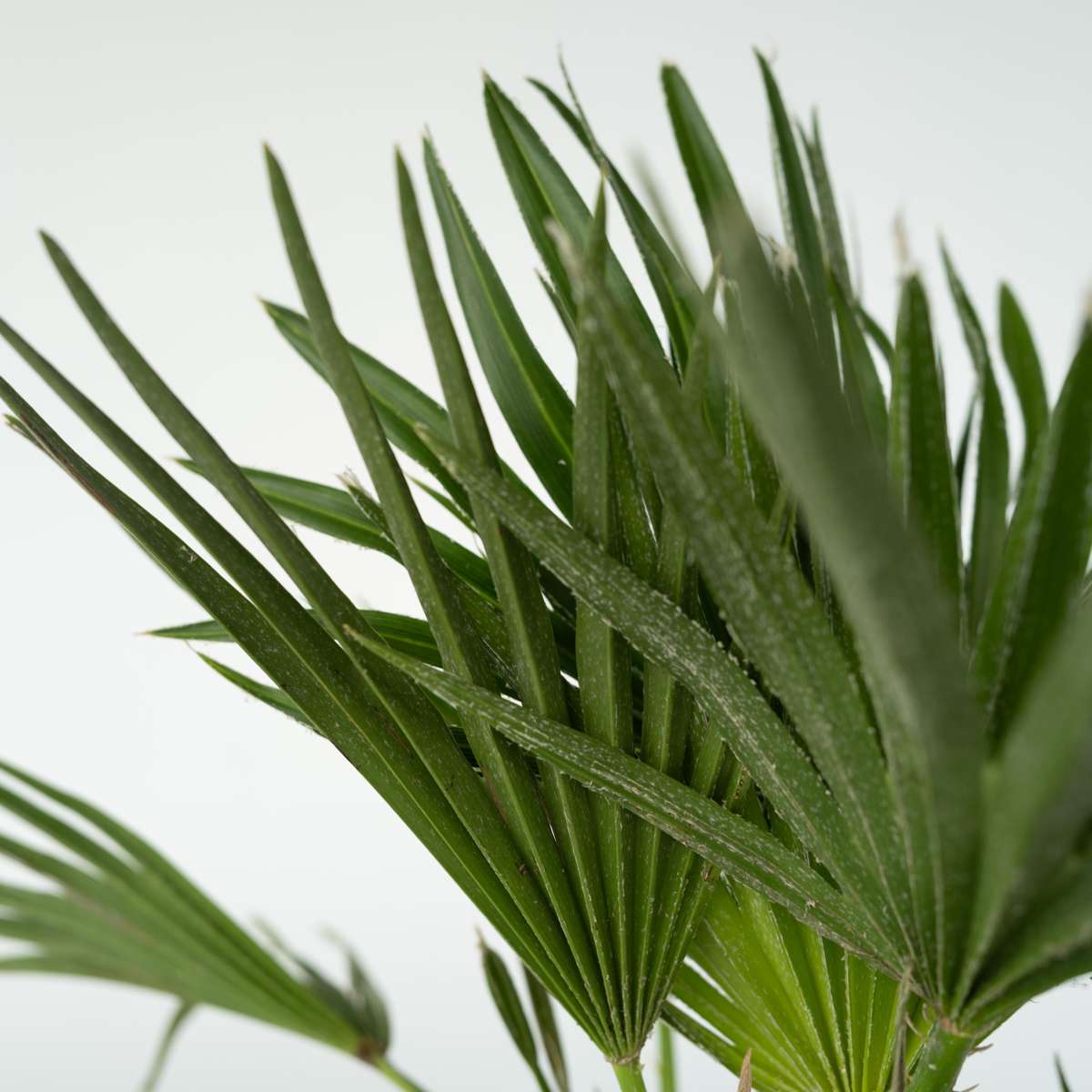 Garden Palms Vulkan Zwergpalme - Chamaerops 'Vulcano' - Höhe 45-55Cm - ⌀24Cm 