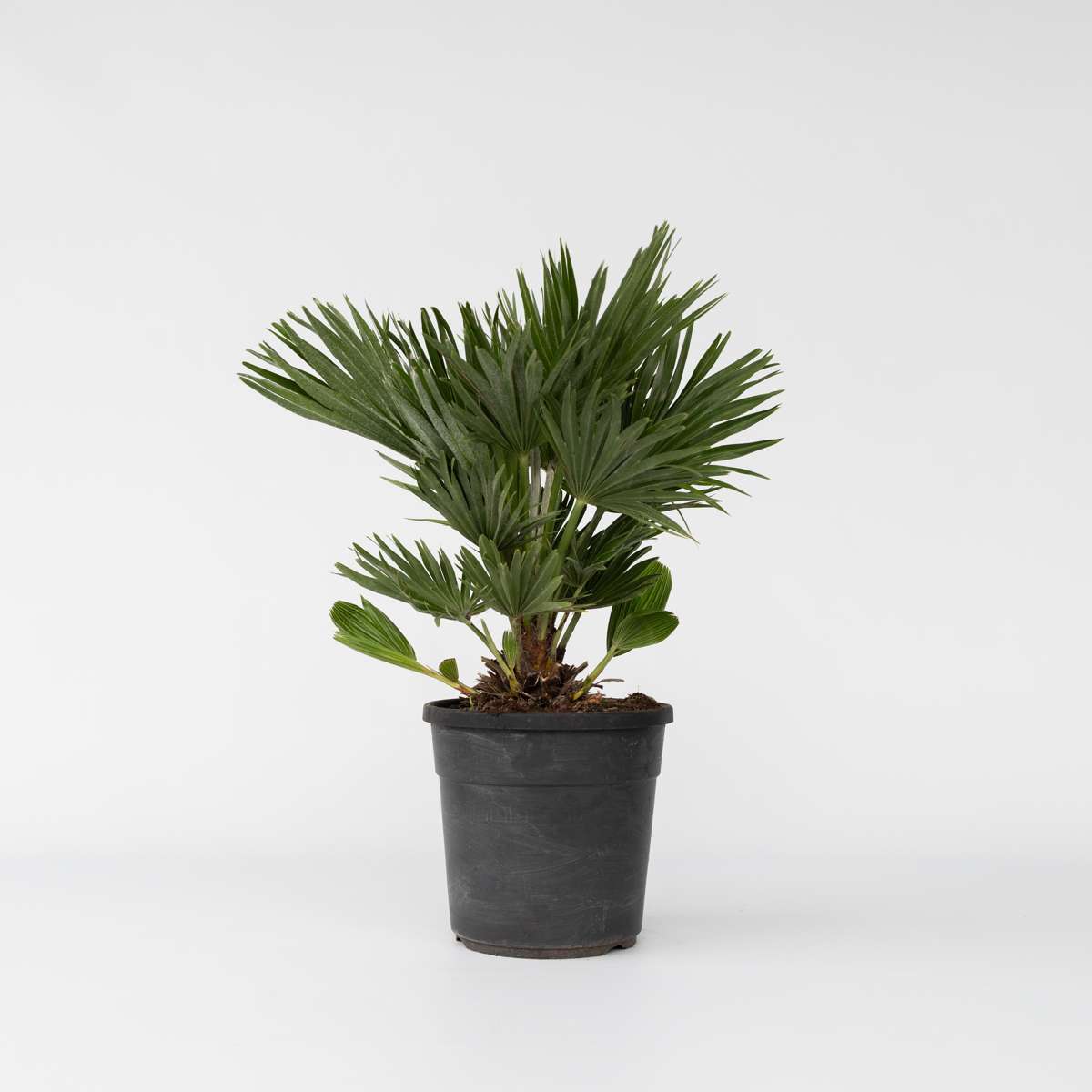 Garden Palms Vulkan Zwergpalme - Chamaerops 'Vulcano' - Höhe 45-55Cm - ⌀24Cm 
