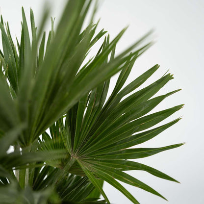 Garden Palms Vulkan Zwergpalme - Chamaerops 'Vulcano' - Höhe 45-55Cm - ⌀24Cm 