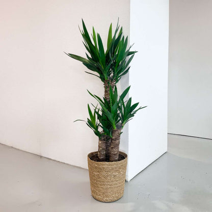 Yucca Palmlilie - Yucca Elephantipes - Höhe 70-80Cm - ⌀21Cm 