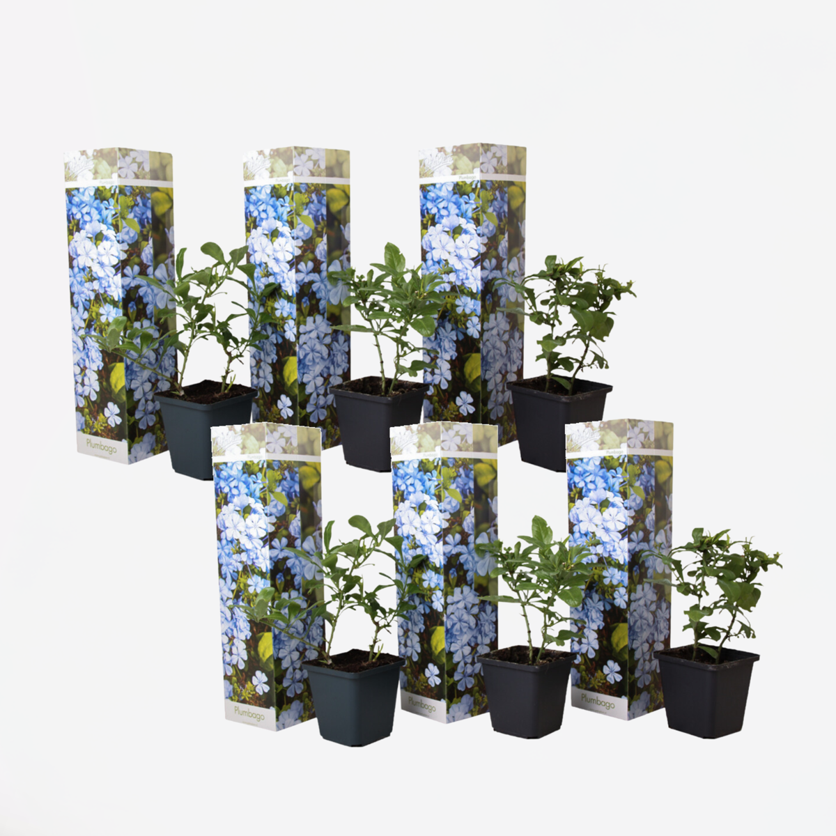 Climbers Blauer Bleiwurz - 6 Stk - Plumbago Auriculata - Höhe 25-40Cm - ⌀9Cm 