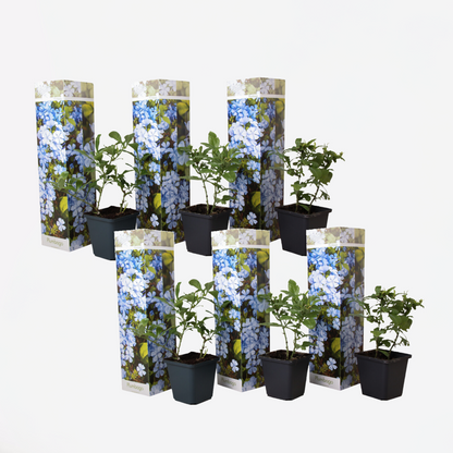 Climbers Blauer Bleiwurz - 6 Stk - Plumbago Auriculata - Höhe 25-40Cm - ⌀9Cm 