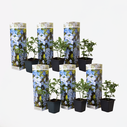 Climbers Blauer Bleiwurz - 6 Stk - Plumbago Auriculata - Höhe 25-40Cm - ⌀9Cm 