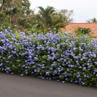 Climbers Blauer Bleiwurz - 6 Stk - Plumbago Auriculata - Höhe 25-40Cm - ⌀9Cm 