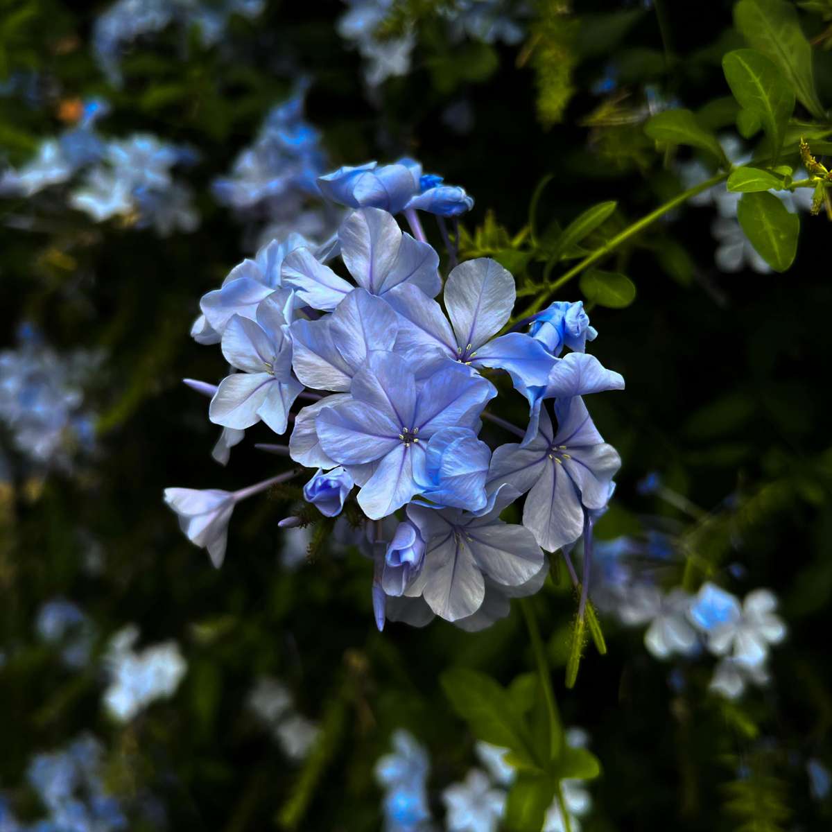 Climbers Blauer Bleiwurz - 6 Stk - Plumbago Auriculata - Höhe 25-40Cm - ⌀9Cm 