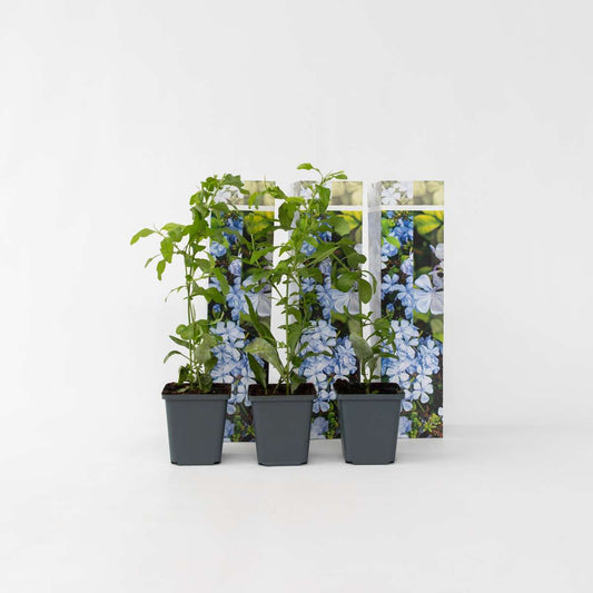 Climbers Bleiwurz - 3 Stk - Plumbago Auriculata - Höhe 25-40Cm - ⌀9Cm 