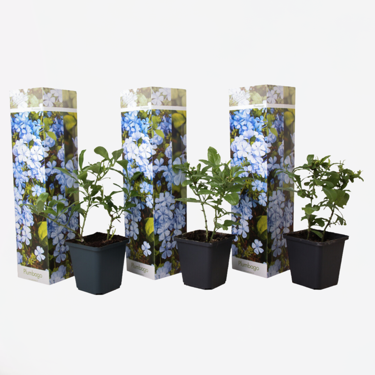 Climbers Bleiwurz - 3 Stk - Plumbago Auriculata - Höhe 25-40Cm - ⌀9Cm 