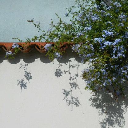 Climbers Bleiwurz - 3 Stk - Plumbago Auriculata - Höhe 25-40Cm - ⌀9Cm 