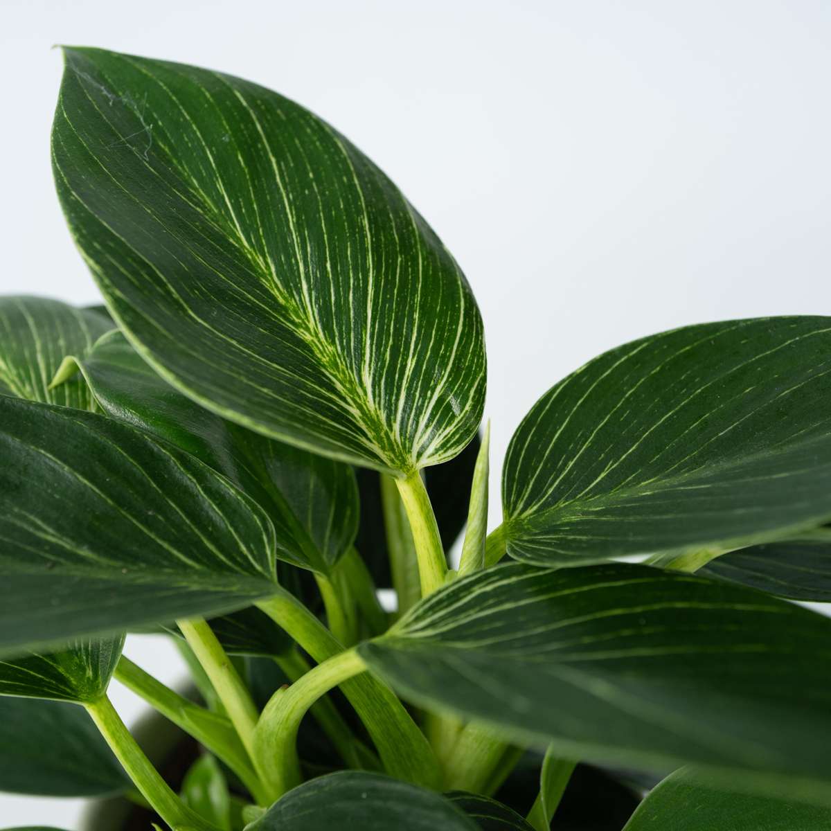Philodendron Baumfreund - Philodendron 'White Wave' - Höhe 25-40Cm - ⌀12Cm 