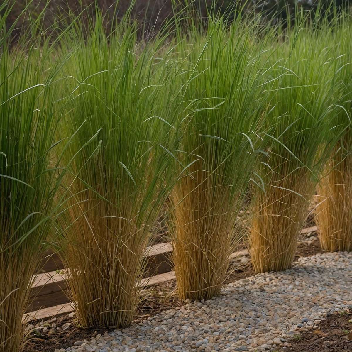 Ornamental Grasses Fingergras - 2 Stk - Panicum Virgatum 'Northwind' - Höhe 40-60Cm - ⌀23Cm 