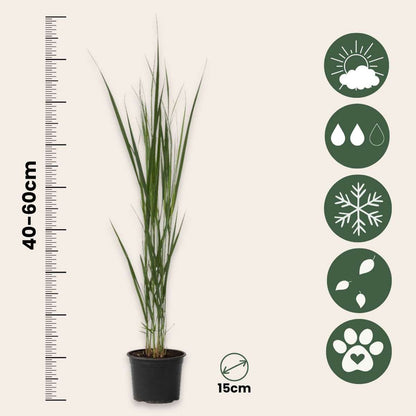 Ornamental Grasses Fingergras - 2 Stk - Panicum Virgatum 'Northwind' - Höhe 40-60Cm - ⌀23Cm 