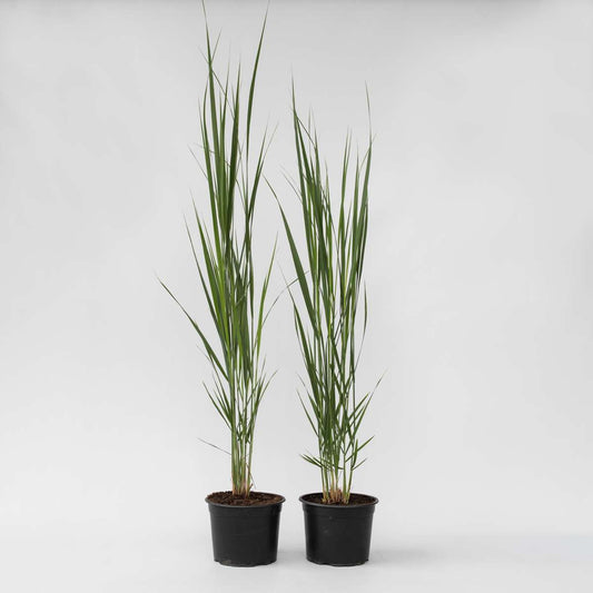Ornamental Grasses Fingergras - 2 Stk - Panicum Virgatum 'Northwind' - Höhe 40-60Cm - ⌀23Cm 