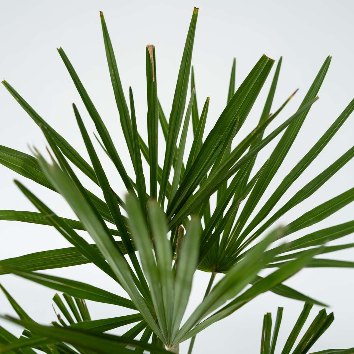 Garden Palms Windmühlenpalme - 4 Stk - Trachycarpus Fortunei - Höhe 35-45Cm - ⌀15Cm 