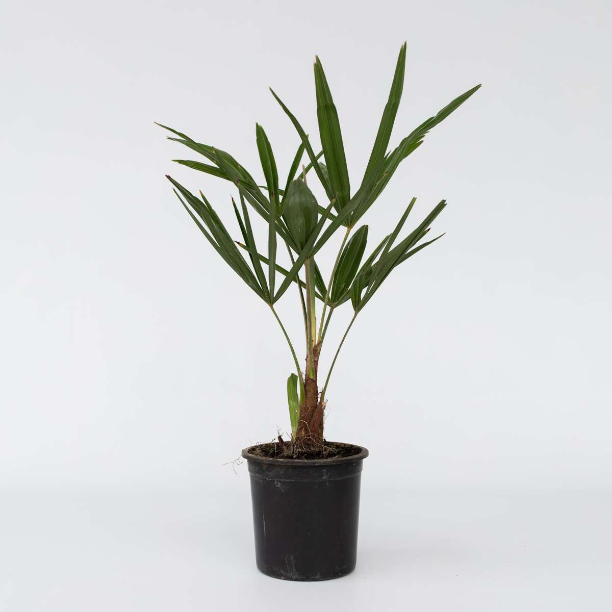 Garden Palms Windmühlenpalme - 4 Stk - Trachycarpus Fortunei - Höhe 35-45Cm - ⌀15Cm 