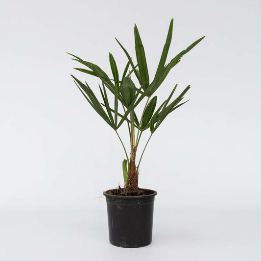 Garden Palms Windmühlenpalme - 4 Stk - Trachycarpus Fortunei - Höhe 35-45Cm - ⌀15Cm 
