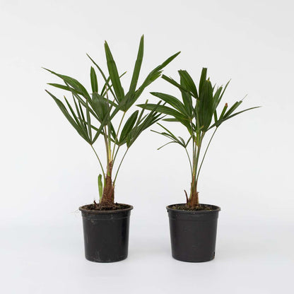 Garden Palms Windmühlenpalme - 2 Stk - Trachycarpus Fortunei - Höhe 35-45Cm - ⌀15Cm 