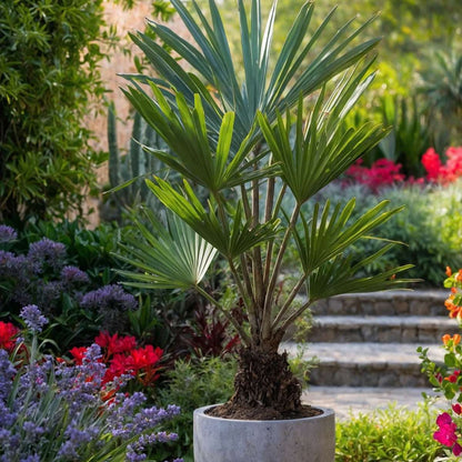 Garden Palms Windmühlenpalme - Trachycarpus Fortunei - Höhe 35-45Cm - ⌀15Cm 