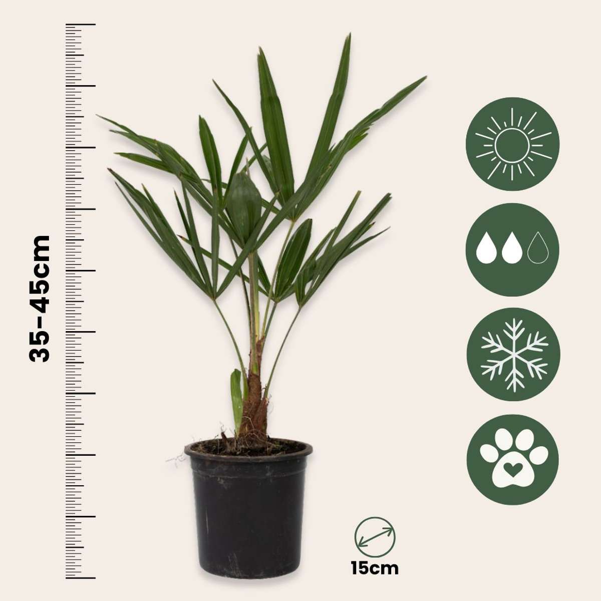 Garden Palms Windmühlenpalme - Trachycarpus Fortunei - Höhe 35-45Cm - ⌀15Cm 