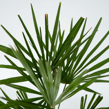 Garden Palms Windmühlenpalme - Trachycarpus Fortunei - Höhe 35-45Cm - ⌀15Cm 