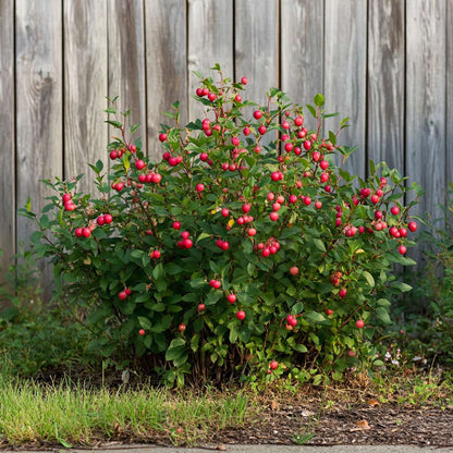 Fruit Trees Mischung Obstbüsche - 6 Stk - Actinidia, Vaccinium - Höhe 25-40Cm - ⌀9Cm 