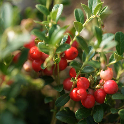 Fruit Trees Mischung Obstbüsche - 3 Stk - Actinidia, Vaccinium - Höhe 25-40Cm - ⌀9Cm 