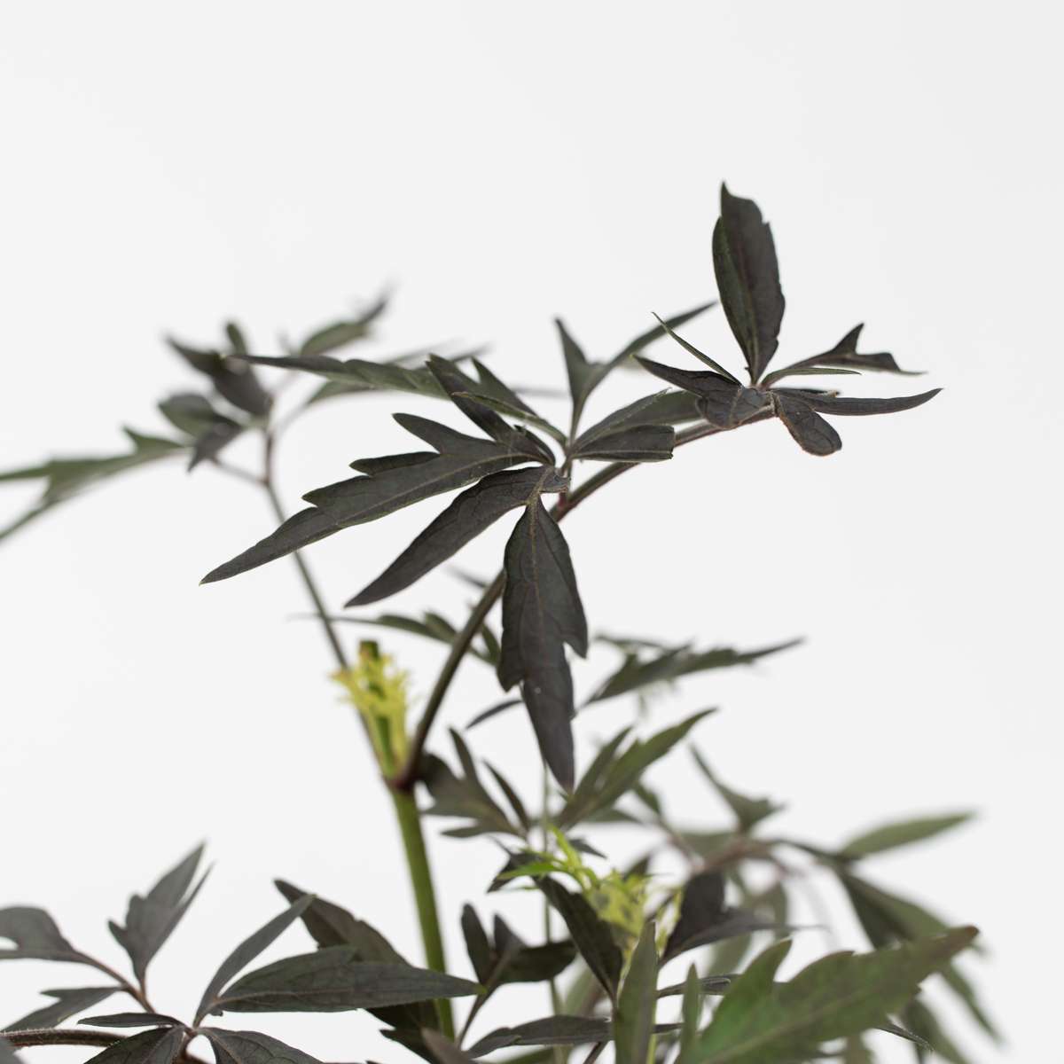 Other Shrubs Holunder - 4 Stk - Sambucus Nigra 'Black Lace' - Höhe 25-40Cm - ⌀17Cm 