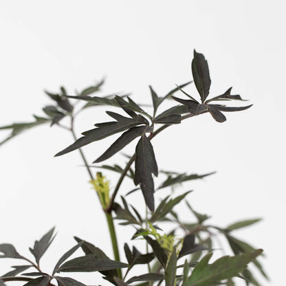 Other Shrubs Holunder - 4 Stk - Sambucus Nigra 'Black Lace' - Höhe 25-40Cm - ⌀17Cm 