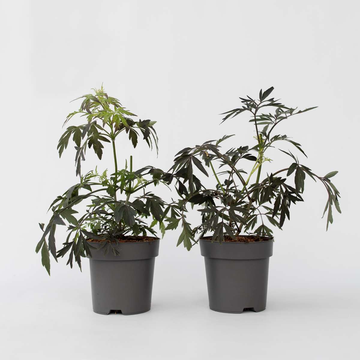 Other Shrubs Holunder - 4 Stk - Sambucus Nigra 'Black Lace' - Höhe 25-40Cm - ⌀17Cm 