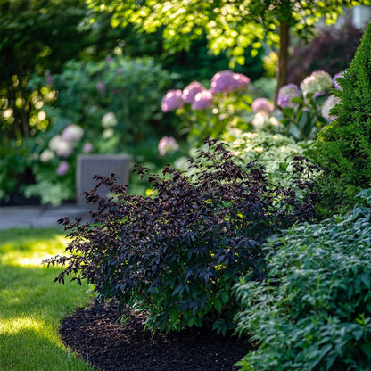 Other Shrubs Holunder - 4 Stk - Sambucus Nigra 'Black Lace' - Höhe 25-40Cm - ⌀17Cm 