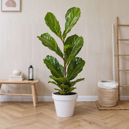 Ficus Geigenpflanze - Ficus Lyrata - Höhe 70-90Cm - ⌀21Cm 
