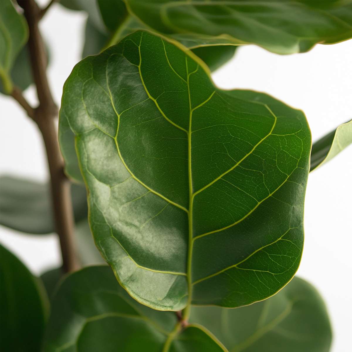 Ficus Geigenpflanze - Ficus Lyrata - Höhe 70-90Cm - ⌀21Cm 