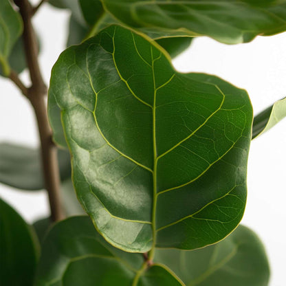 Ficus Geigenpflanze - Ficus Lyrata - Höhe 70-90Cm - ⌀21Cm 