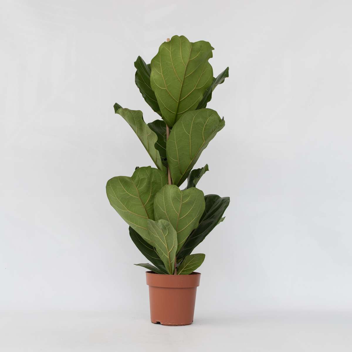 Ficus Geigenpflanze - Ficus Lyrata - Höhe 70-90Cm - ⌀21Cm 