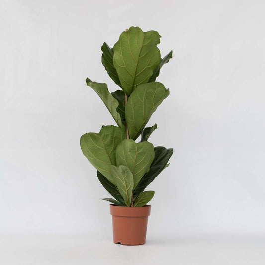Ficus Geigenpflanze - Ficus Lyrata - Höhe 70-90Cm - ⌀21Cm 