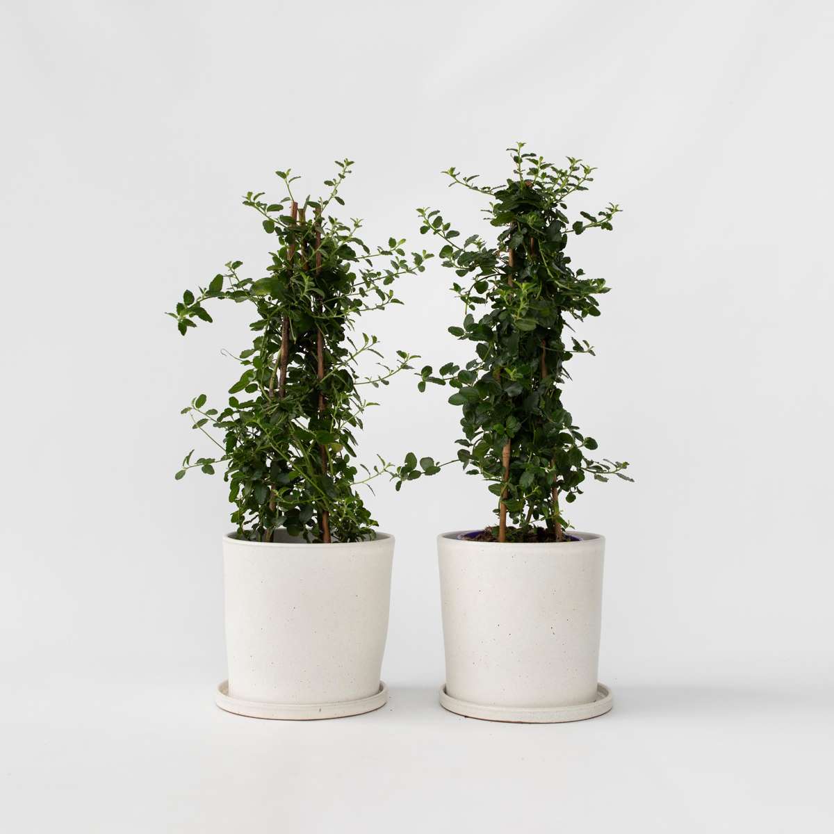 Other Garden Plants Säckelblume - 2 Stk - Ceanothus Thyrsiflorus Repens - Höhe 60-70Cm - ⌀17Cm 