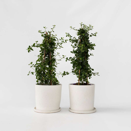 Other Garden Plants Säckelblume - 2 Stk - Ceanothus Thyrsiflorus Repens - Höhe 60-70Cm - ⌀17Cm 