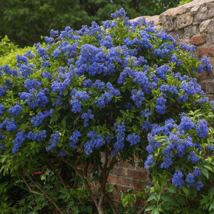 Other Garden Plants Säckelblume - 2 Stk - Ceanothus Thyrsiflorus Repens - Höhe 60-70Cm - ⌀17Cm 