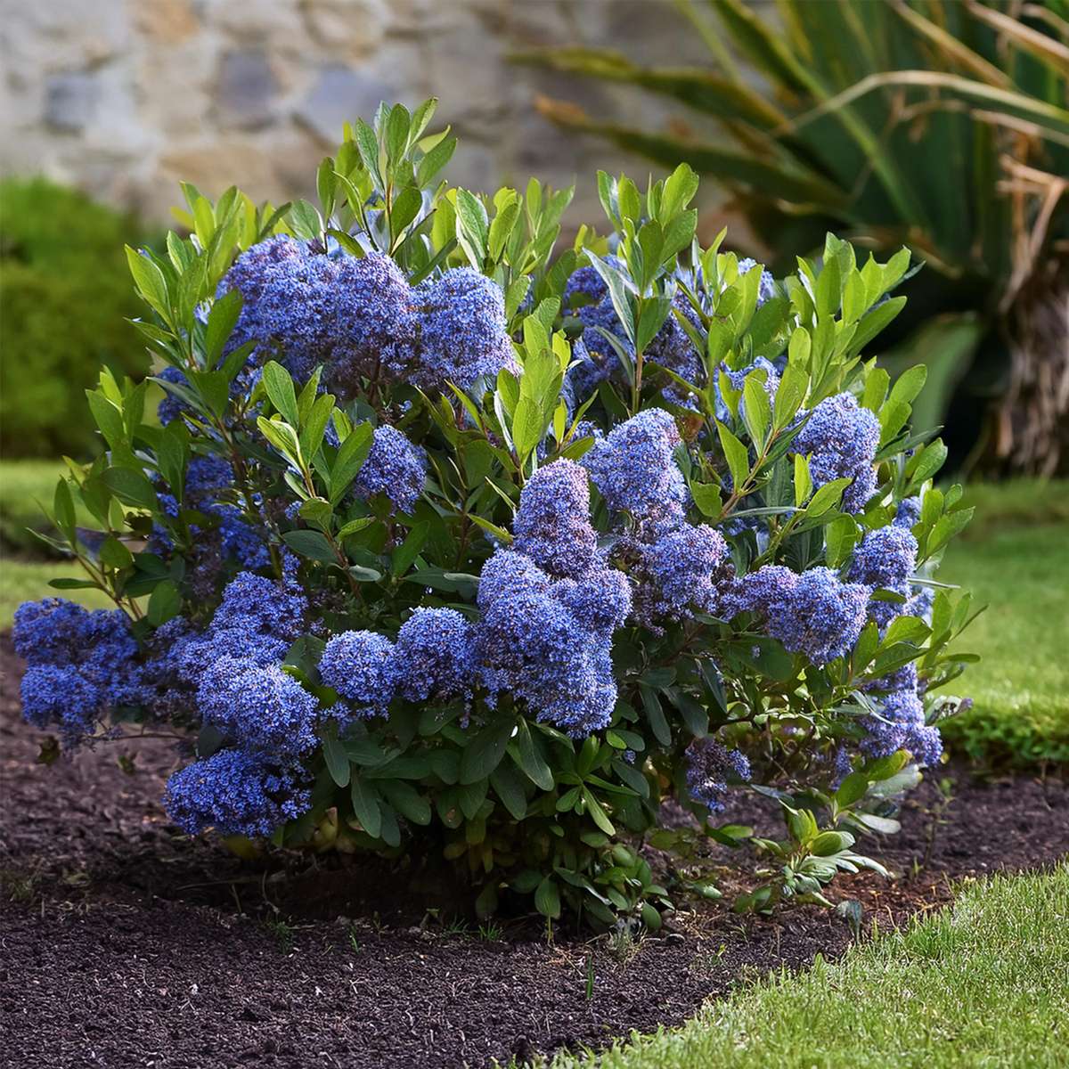Other Garden Plants Säckelblume - 2 Stk - Ceanothus Thyrsiflorus Repens - Höhe 60-70Cm - ⌀17Cm 