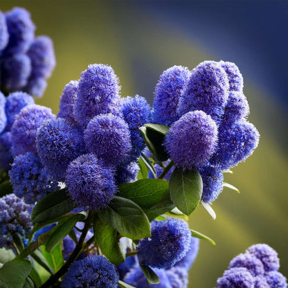 Other Garden Plants Säckelblume - 2 Stk - Ceanothus Thyrsiflorus Repens - Höhe 60-70Cm - ⌀17Cm 