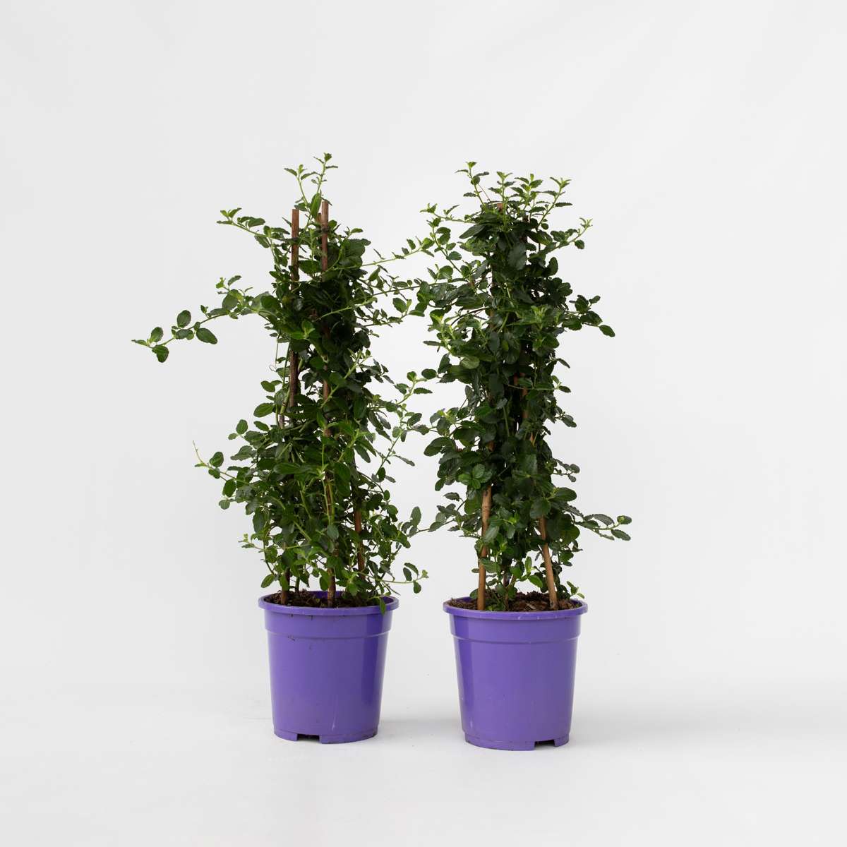 Other Garden Plants Säckelblume - 2 Stk - Ceanothus Thyrsiflorus Repens - Höhe 60-70Cm - ⌀17Cm 