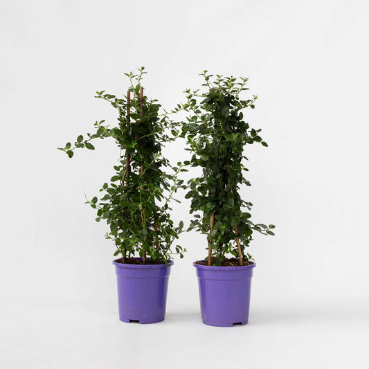 Other Garden Plants Säckelblume - 2 Stk - Ceanothus Thyrsiflorus Repens - Höhe 60-70Cm - ⌀17Cm 